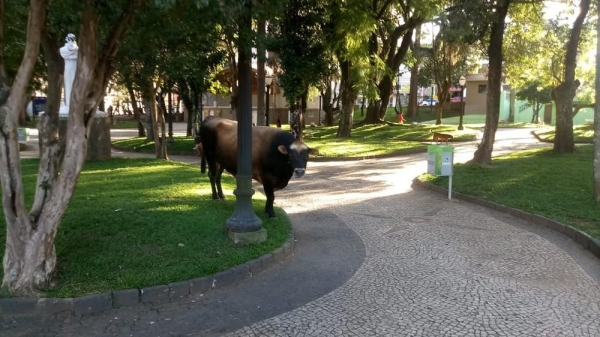 Boi é flagrado em \'passeio\' pelo Centro de Ponta Grossa e chama atenção de moradores — Foto: Marcelo Gonzalez/Arquivo pessoal