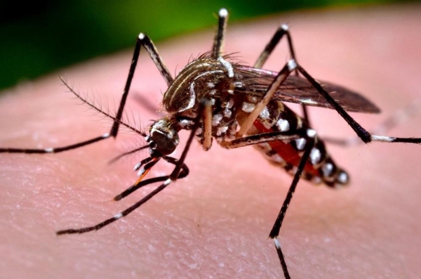 O Aedes aegypti também é transmissor da chikungunya, que teve até esta terça 343 notificações e 7 casos confirmados no estado, e do Zika Vírus, que registrou 171 notificações e 2 casos confirmados — Foto: Divulgação/AEN
