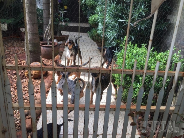 Foto: Portal Nova Santa Rosa