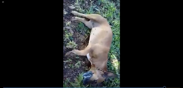 Foto: Reprodução do vídeo