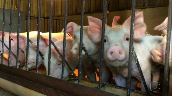 urto de peste suína africana na China altera dinâmica do mercado de carnes no Brasil. (Foto: Reprodução)