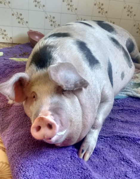 Porca Helena é o centro de uma discussão entre vizinhas em Santo Antônio da Platina — Foto: Amanda Máximo Machado/Divulgação