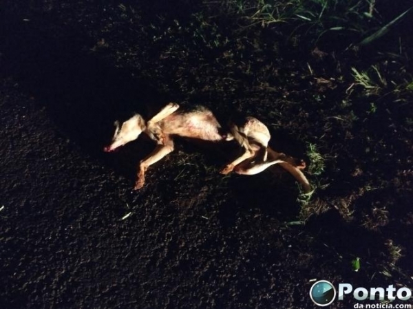 O cachorro morreu no local.(Foto: Ponto da Notícia)