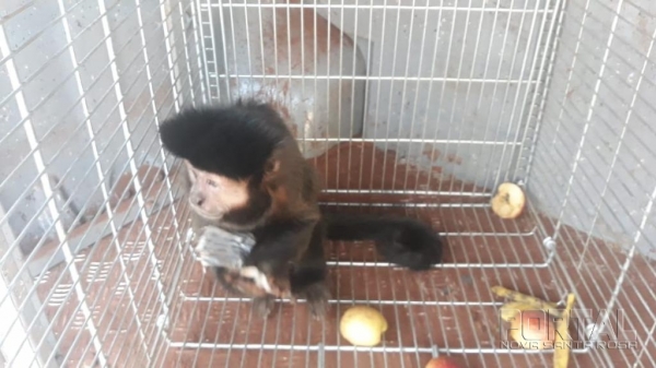 Fotos: Polícia Ambiental