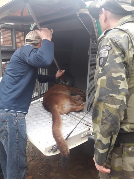 O animal foi levado para Foz. (Fotos: Polícia Ambiental)