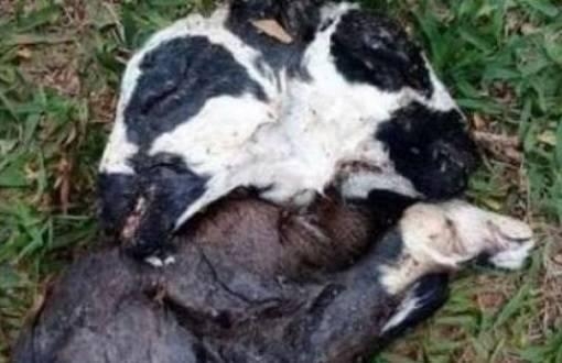 O animal de duas cabeças era uma fêmea.(Foto: Reprodução)