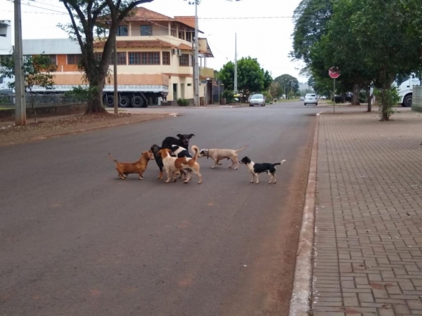 Foto: Portal Nova Santa Rosa