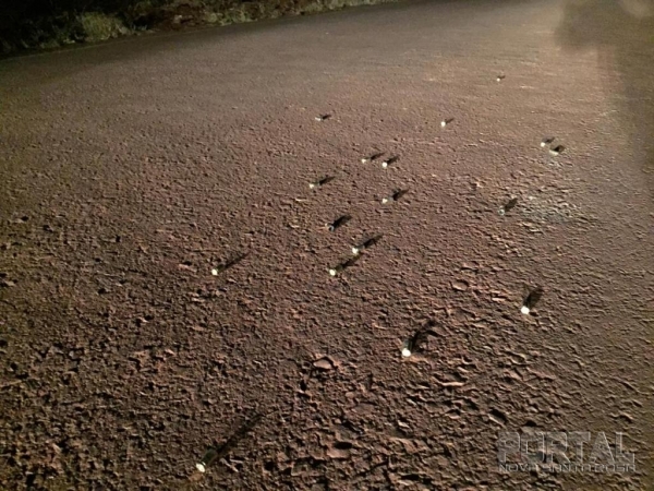 Imagens dos cartuchos deflagrados na rodovia. (Fotos: Portal Nova Santa Rosa)