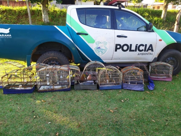 A responsável foi encaminhada para lavratura do TCIP e do AIA no valor de 6.500,00.(Fotos: Polícia Ambiental
