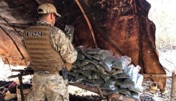 Na ação policial foram localizados e destruídos 18 hectares de plantação de maconha, bem como 22 acampamentos.(Fotos: CDE HOT)