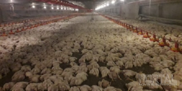 Grande prejuízo ao proprietário. (Foto: Colaborador)