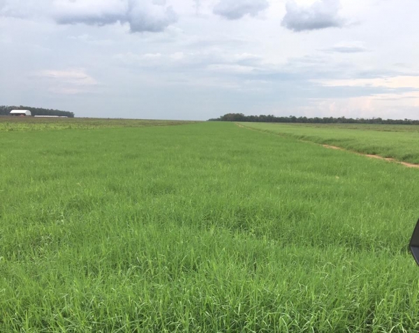 Mudas da Agro Mudas Brasil, 90 dias após plantio. (Foto: Colaborador)