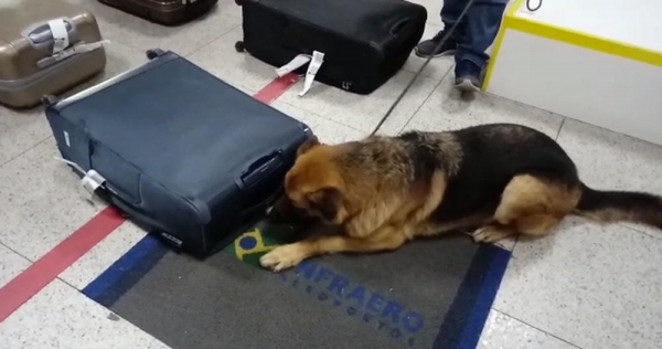 Apreensões de droga feitas em aeroportos internacionais durante as investigações — Foto: Divulgação/PF