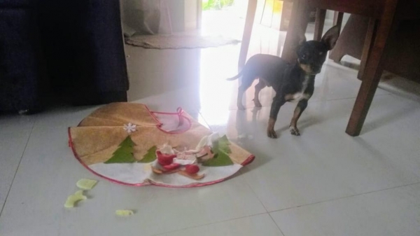 Foto do Pinscher \