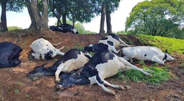 Foto: Facebook Portal Tri