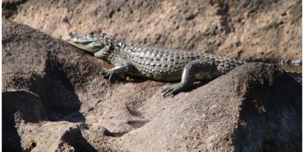 Fotos: Rádio Cultura de Foz/Reprodução