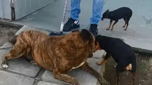 Cão (marrom) sofreu os ataques e não resistiu