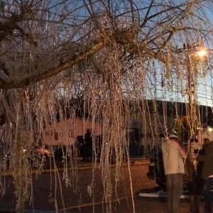 Galhos de árvore congeladas com frio em Urupema — Foto: Eduarda Demeneck/NSC TV