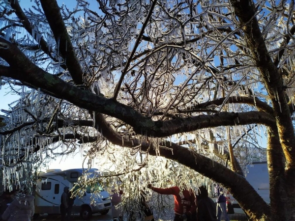 Árvore ficou galhos congelados em São Joaquim — Foto: Leandro Puchalski/NSC TV