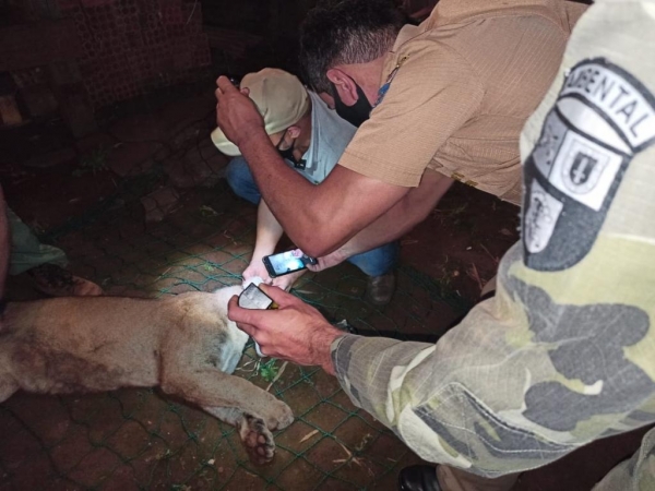 Foto: Divulgação/Polícia Ambiental