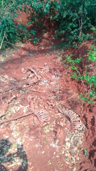 Fotos: Polícia Ambiental