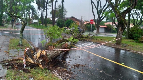 E Curitiba, várias árvores caíram com a força do vento — Foto: Denilson Beltrame/RPC