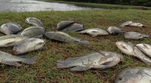 Paraná lidera criação de tilápia no país — Foto: Reprodução/RPC