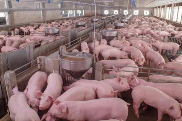 Foto: Ministério da Agricultura 