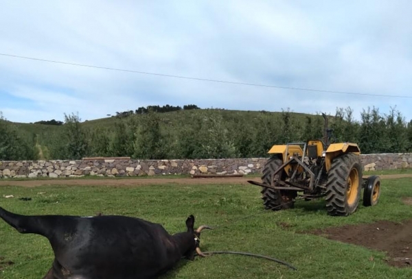 Cobra venenosa atacou o animal em uma fazenda em São Joaquim — Foto: Arquivo pessoal/ Divulgação