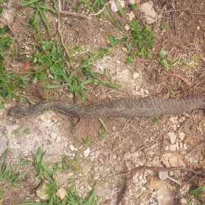 Urutu-cruzeiro, cobra extremamente venenosa, matou uma vaca em São Joaquim. — Foto: Arquivo Pessoal/ Divulgação