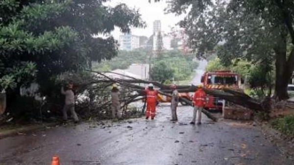 Os ventos de 39 km/h contribuíram para que as plantas cedessem.(Foto: Catve)