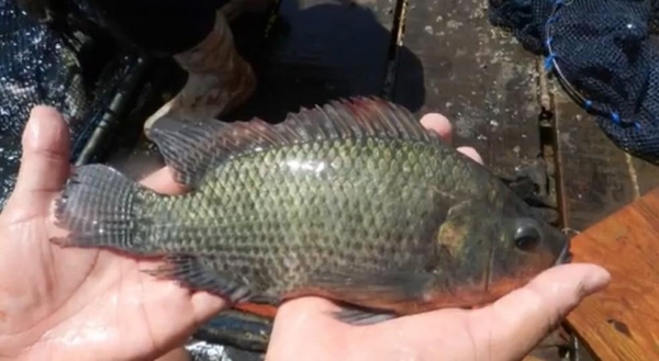 Pesquisadores desenvolvem vacina para tilápias no Paraná — Foto: Reprodução/RPC