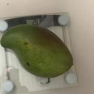 Neste ano, a mangueira deu frutos de 2,8 quilos. Foto: Arquivo pessoal