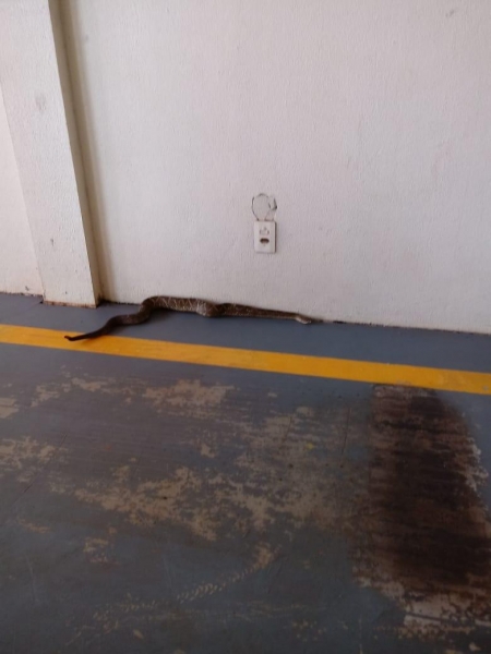 A cobra foi devolvida para seu habitat. (Foto: Divulgação)
