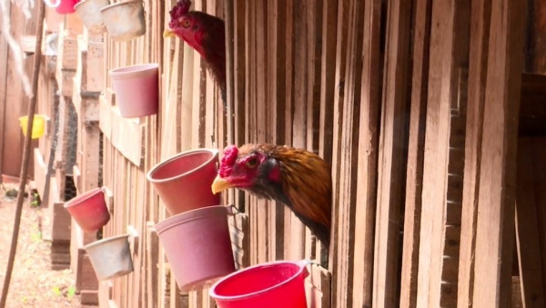 Galos estavam em um cativeiro de uma chácara de Cambé — Foto: RPC Londrina
