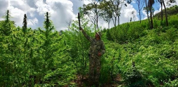 Entre 2014 e 2021, a cooperação apreendeu quase 7 toneladas de cocaína e 48,4 toneladas de maconha. (Foto: Divulgação)