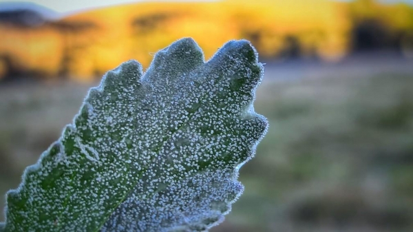 Temperatura chegou a 5,9ºC em São Joaquim — Foto: Mycchel Legnaghi/ São Joaquim Online