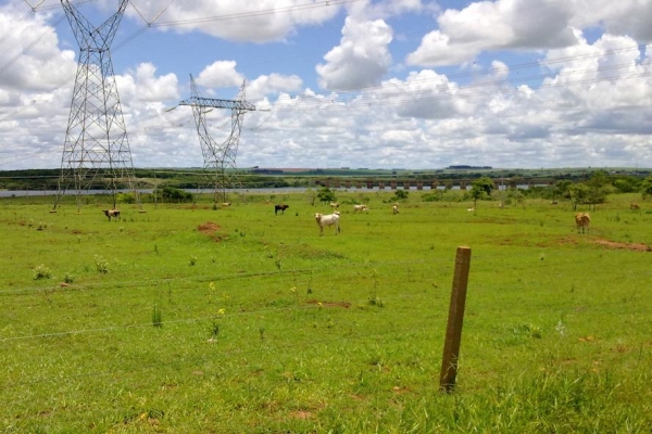 Campanha de atualização de rebanhos começa em 1º de maio - Curitiba, 29/04/2021 - Fot: Adapar/SEAB