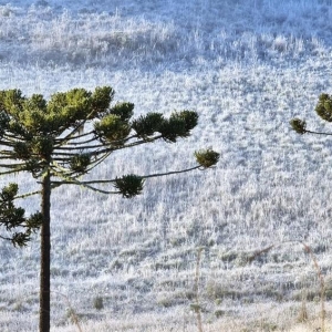 Geada deixou a vegetação coberta com uma fina camada de gelo na Serra catarinense na manhã desta quinta-feira (13) — Foto: Mycchel Legnaghi / São Joaquim Online