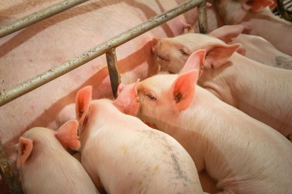 Foto: Reprodução Copagril 