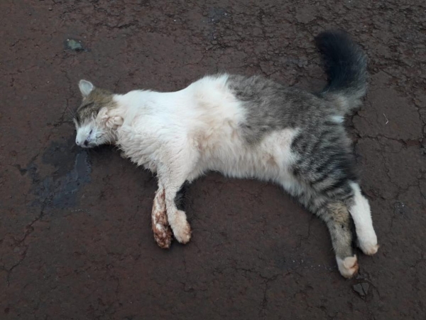 Gato da família encontrado morto. (Foto: Arquivo Pessoal)