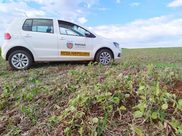 O objetivo do vazio sanitário é a proteção do próprio agricultor.(Fotos: Divulgação/Adapar)