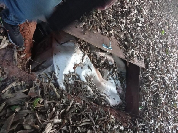 Droga estava enterrada e escondida entre folhas — Foto: Polícia Militar
