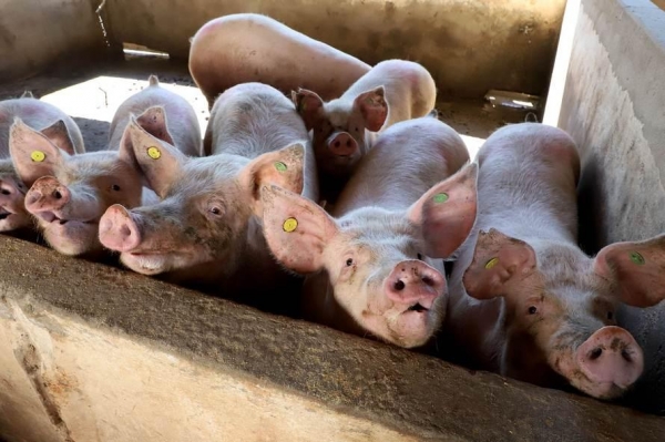 Puxado por Toledo, Paraná avança e mira novos mercados internacionais na carne suína Foto: Ari Dias/AEN
