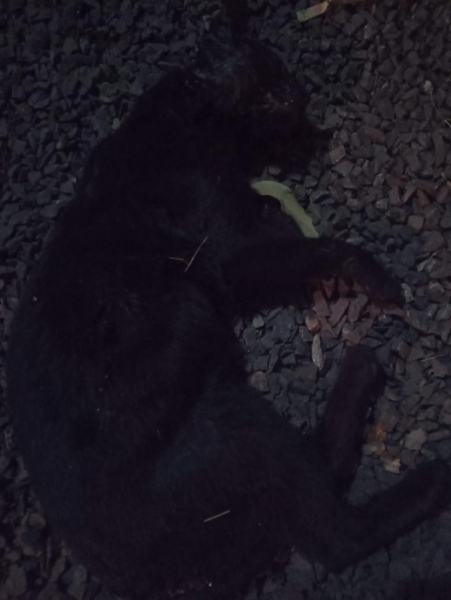 Imagens do animal encontrado morto. (Foto: Arquivo Pessoal)