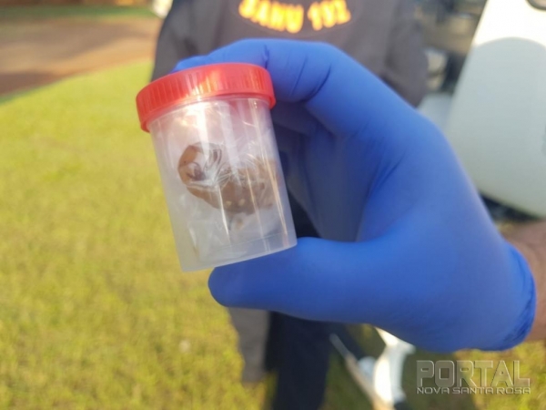 Foto: Portal Palotina