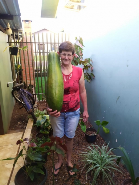 Mamão colhido pela família com peso de 7.5Kg. (Foto: Divulgação/Arquivo familiar)