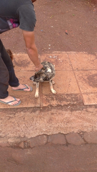 Foto do animal sendo regatado. (Imagem: Divulgação)