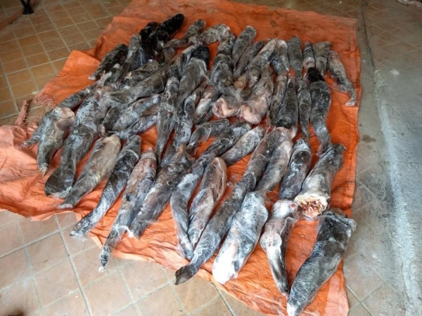 Cerca de 200 quilos de peixe ameaçado de extinção são apreendidos em Foz do Iguaçu — Foto: Polícia Federal