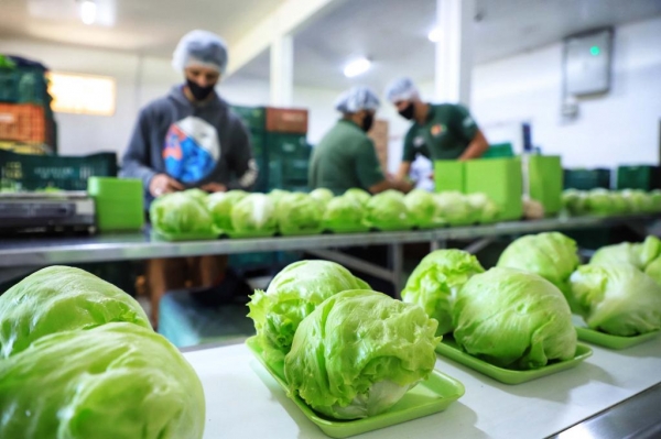 Cooperativa de orgânicos. Tijucas do Sul. Foto: José Fernando Ogura/AEN Foto: José Fernando Ogura/AEN